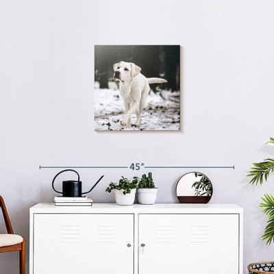 Brampt Labrador Retriever