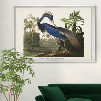 " Louisiana Heron "