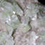 Gemmy apophyllite sur Stilbite