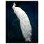 Habillé de plumes - impression-119403333-72500307-72500300