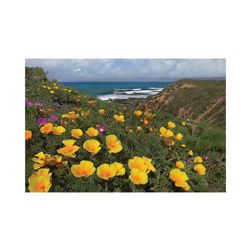 California Poppy Field, Montano De Oro State Park, California by Tim Fitzharris - Wrapped Canvas Print