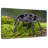 Brazilian Black Tarantula-7661565