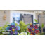 Rotatif Whisp Primrose Plants & Flowers-97966484
