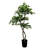 Hand-Made Primrue Fresh Italian Black Olive Leaf 5'' Artificial Tree