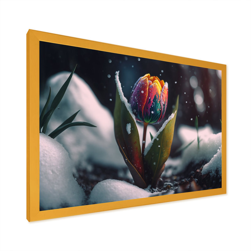 «A Blooming Multicolor Tulip Flower in Winter I», impression sur toile, H 12 po x l 20 po x P 1 po