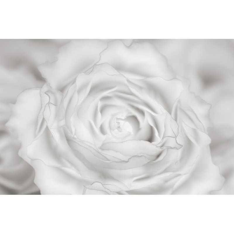 Rose Studies III by James McLoughlin - Print on Canvas, 20cm H x 30cm W, Wrapped Canvas