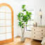7 pi. Ficus artificiel minimaliste Audrey