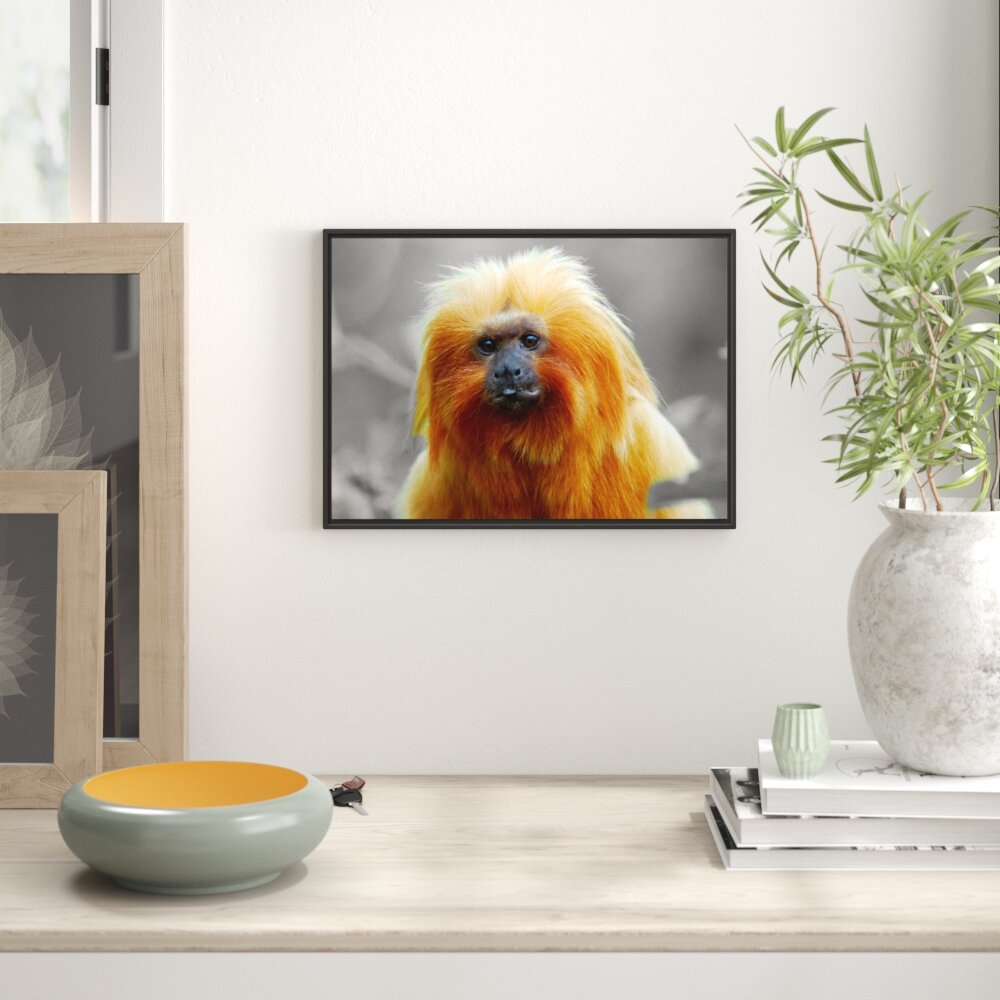 Gerahmter Fotodruck Small Lion Tamarin