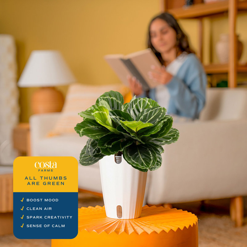Calathea in Décor Planter