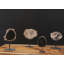 Elements Petrified Wood Slice On Stand