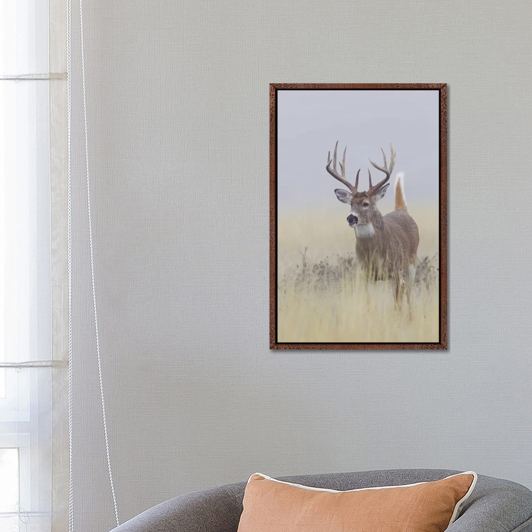 White-tail Deer Buck von Ken Archer - Galerie-verpackte Leinwand Giclée auf Leinwand