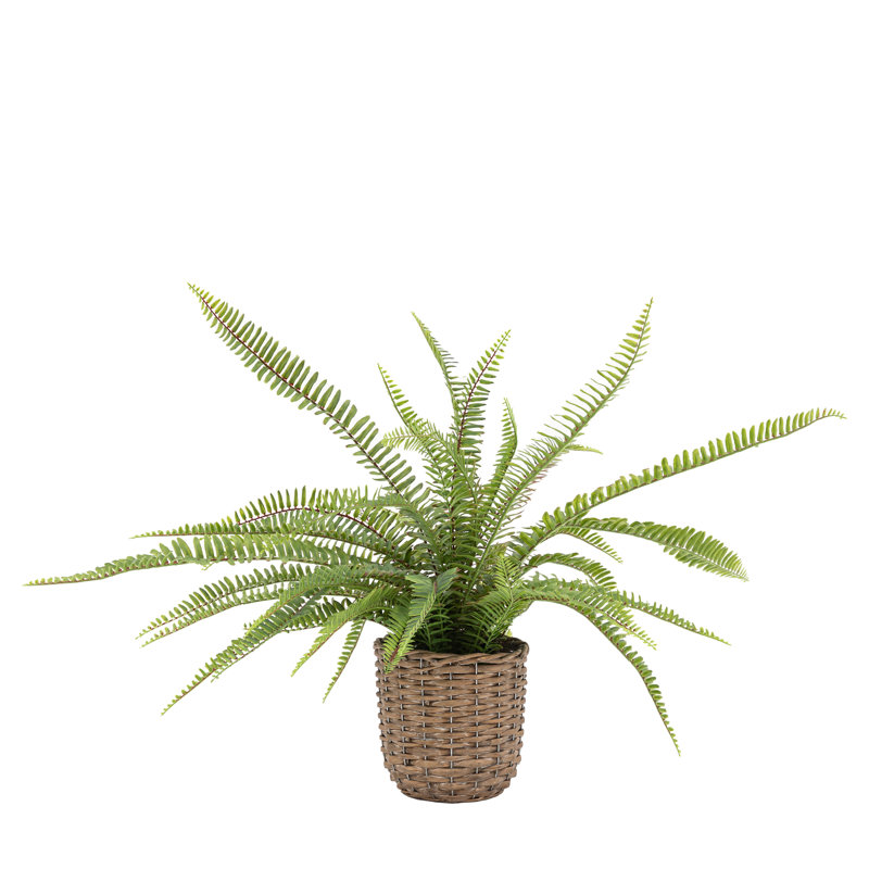 Fern Plant, 81cm H x 56cm W x 56cm D