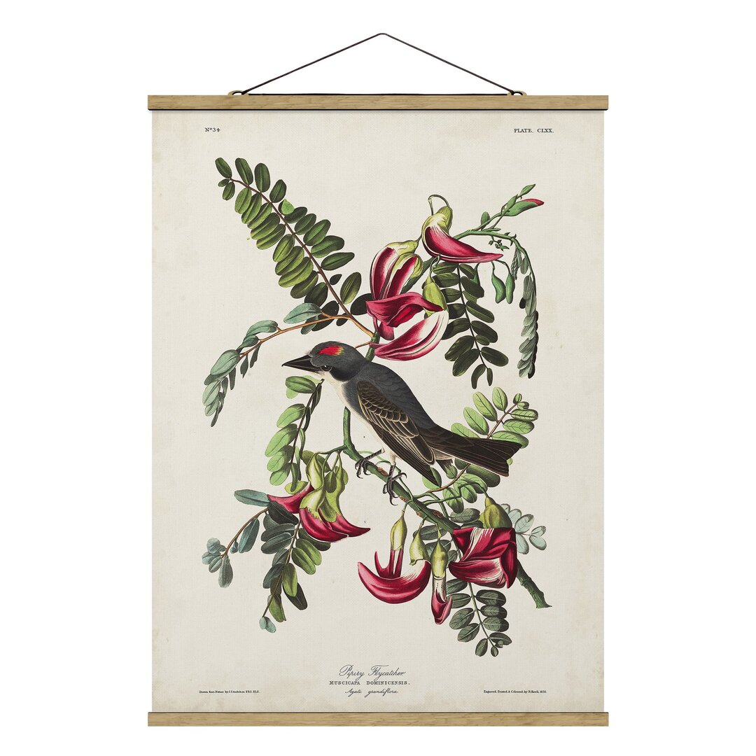 Wandbild Vintage Educational Flycatcher II