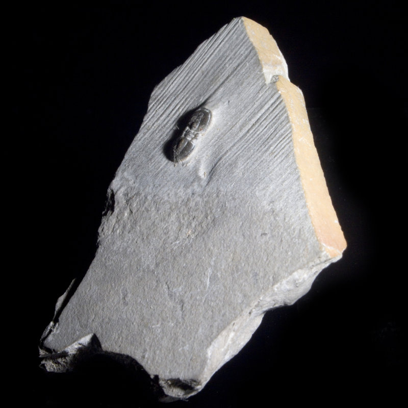 Agnostida fossile. Delta, Utah