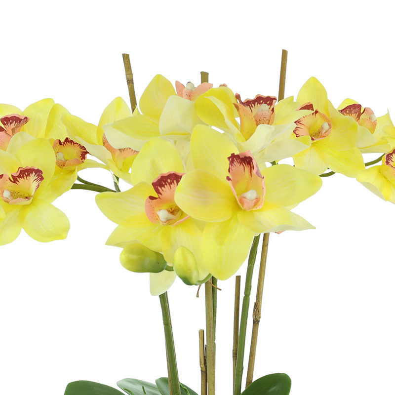 Orchidées disposées en pot de fibres, Jaune