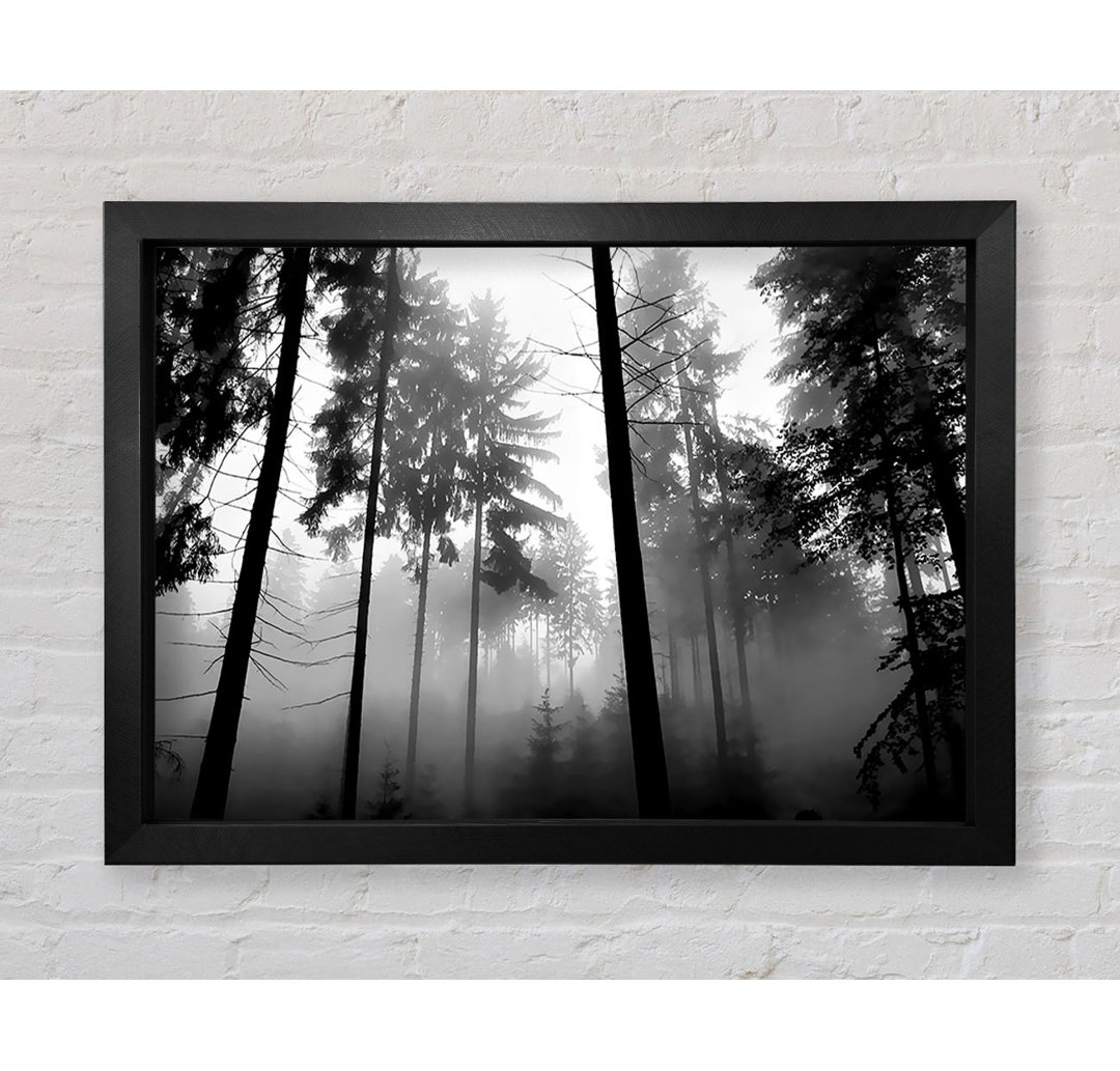 Mist Of The Woodland B N W - Einzelne Bilderrahmen Kunstdrucke