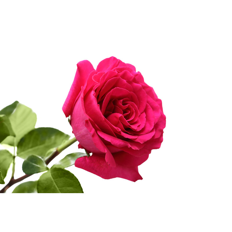 Pink Rose by Pobytov, 24" H x 36" W