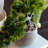 8.25 Mungo Pine Bonsai Plant
