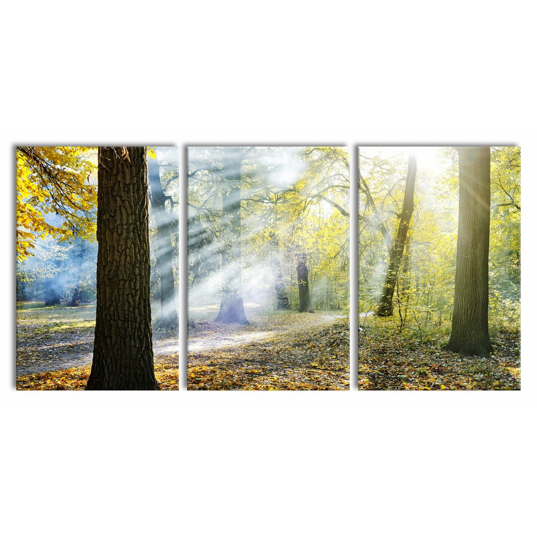 3-tlg. Leinwandbilder-Set Sonnenstrahlen im Wald