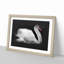 White Swan Swimming - Picture Frame Graphic Art Print-56864620-56864623