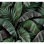 Feuillage tropical luxuriant à feuilles tropicales