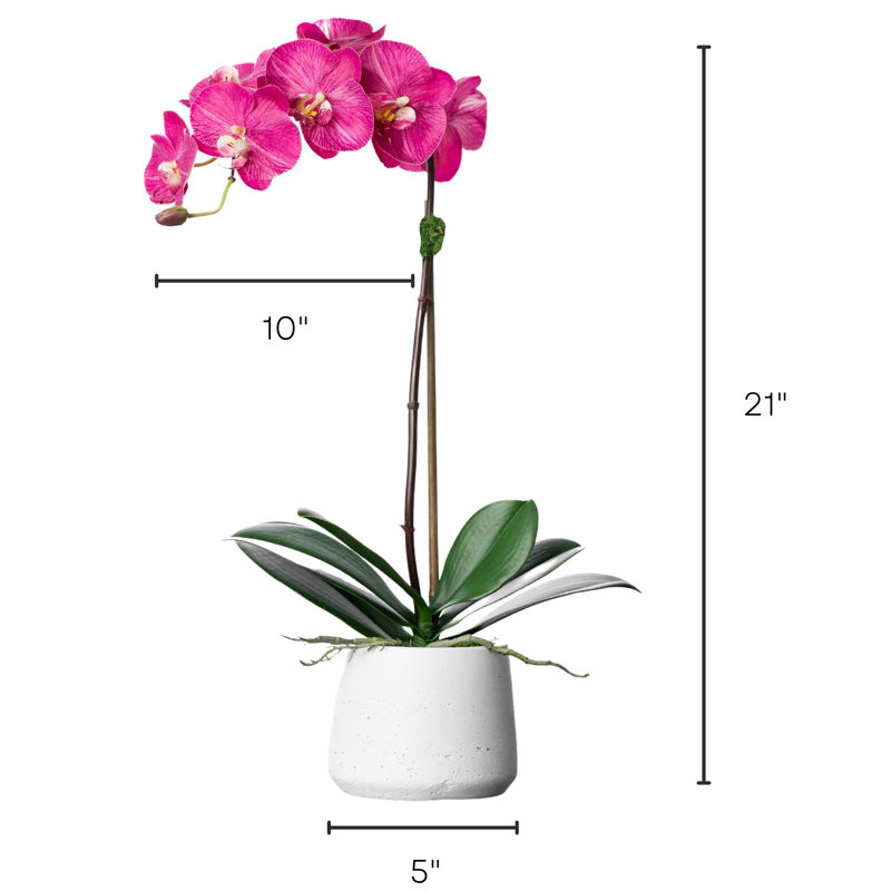 Orchid Floral Arrangements in Planter, White