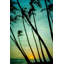 " Tilting Palms " by Don Schwartz-15924009