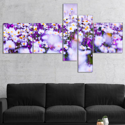" Daisy Field Photography Panorama "