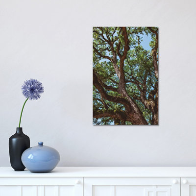«Texas Cottonwood» par Bethany Young, reproduction de photo sur toile tendue
