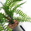 40cm Faux Plant in Ceramic Pot