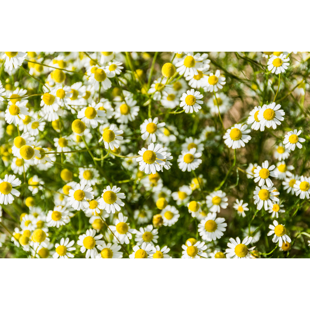 Nahaufnahme Blühende Kamille im Frühlingsgarten von HMVart - Ohne Rahmen auf Leinwand drucken