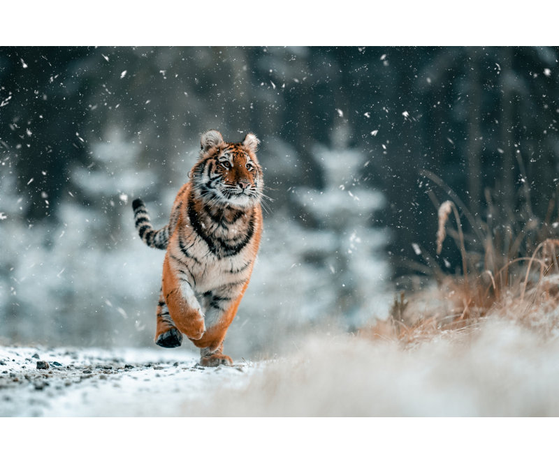 Wrapped Canvas Print