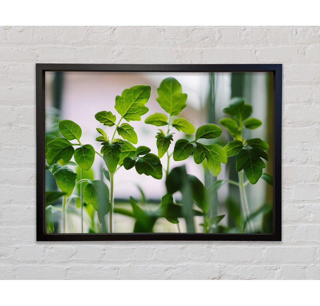 Baby Foliage Growing - Single Picture Frame Kunstdrucke auf Leinwand