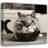 Cat Fish-1181270066