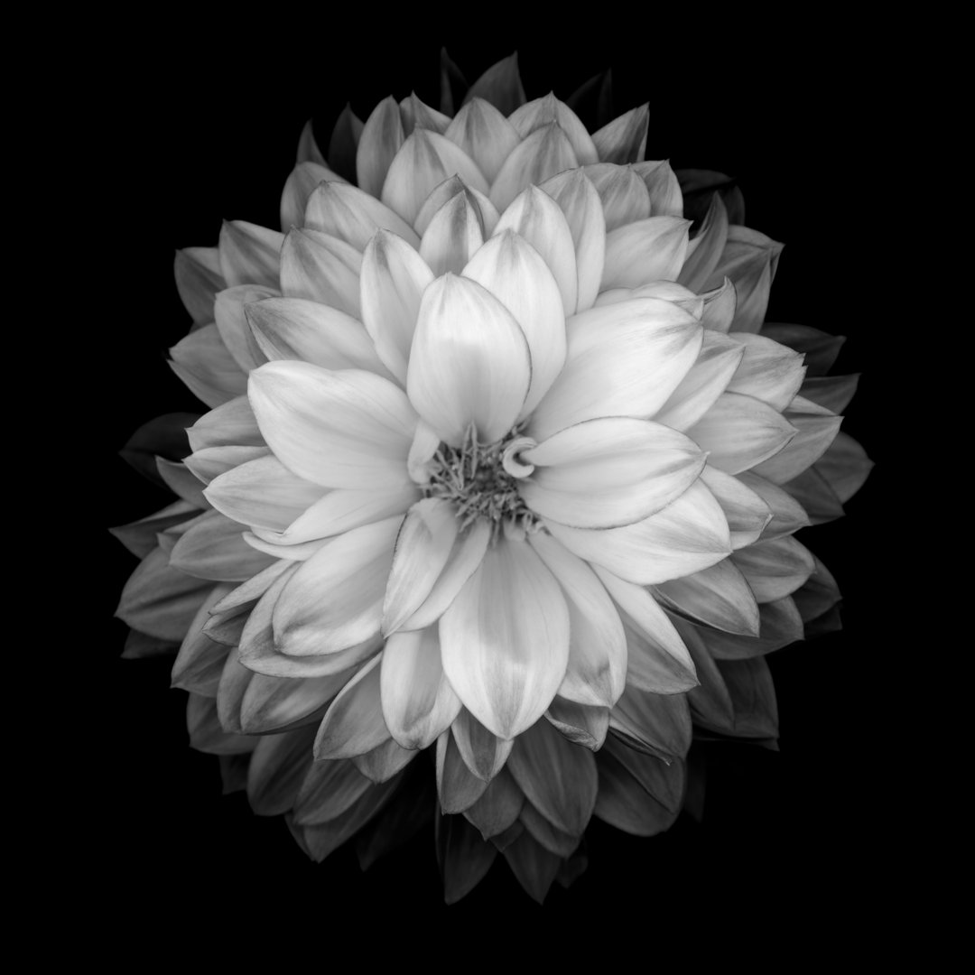 Monochrome Dahlia von OG - Leinwandbild