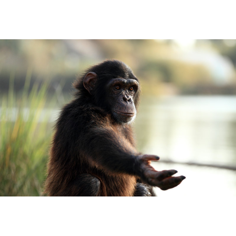 Chimpanzee - Wrapped Canvas Print, 51cm H x 76cm W