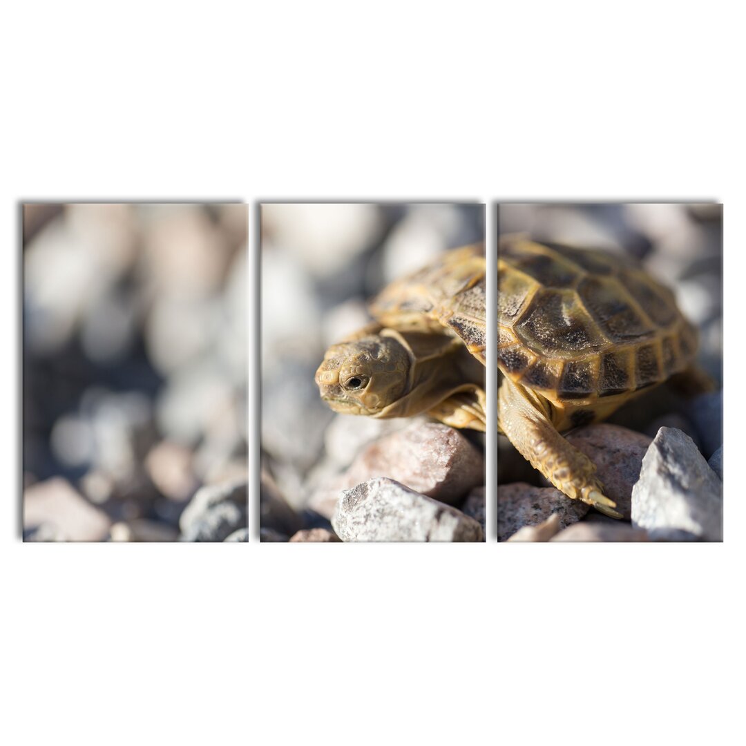 3-tlg. Leinwandbilder-Set Kleine Schildkröte