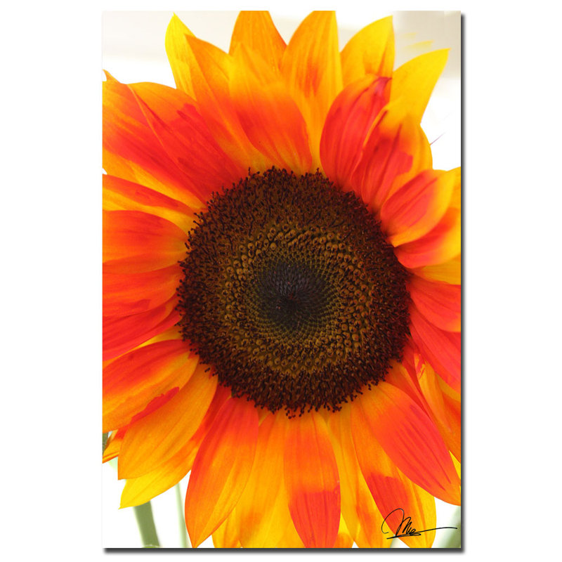 " Sunflower V " by Martha Guerra
