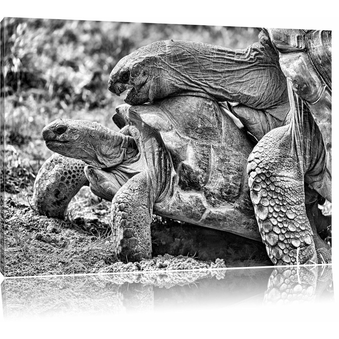 Leinwandbild Liebevolles Schildkrötenpaar in Monochrom