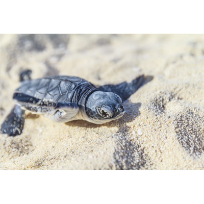 Sea Turtle Newborn by Italiansight