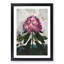 Rhododendron Flowers by R.J. Thornton - Picture Frame Painting Print-55599048-55599051