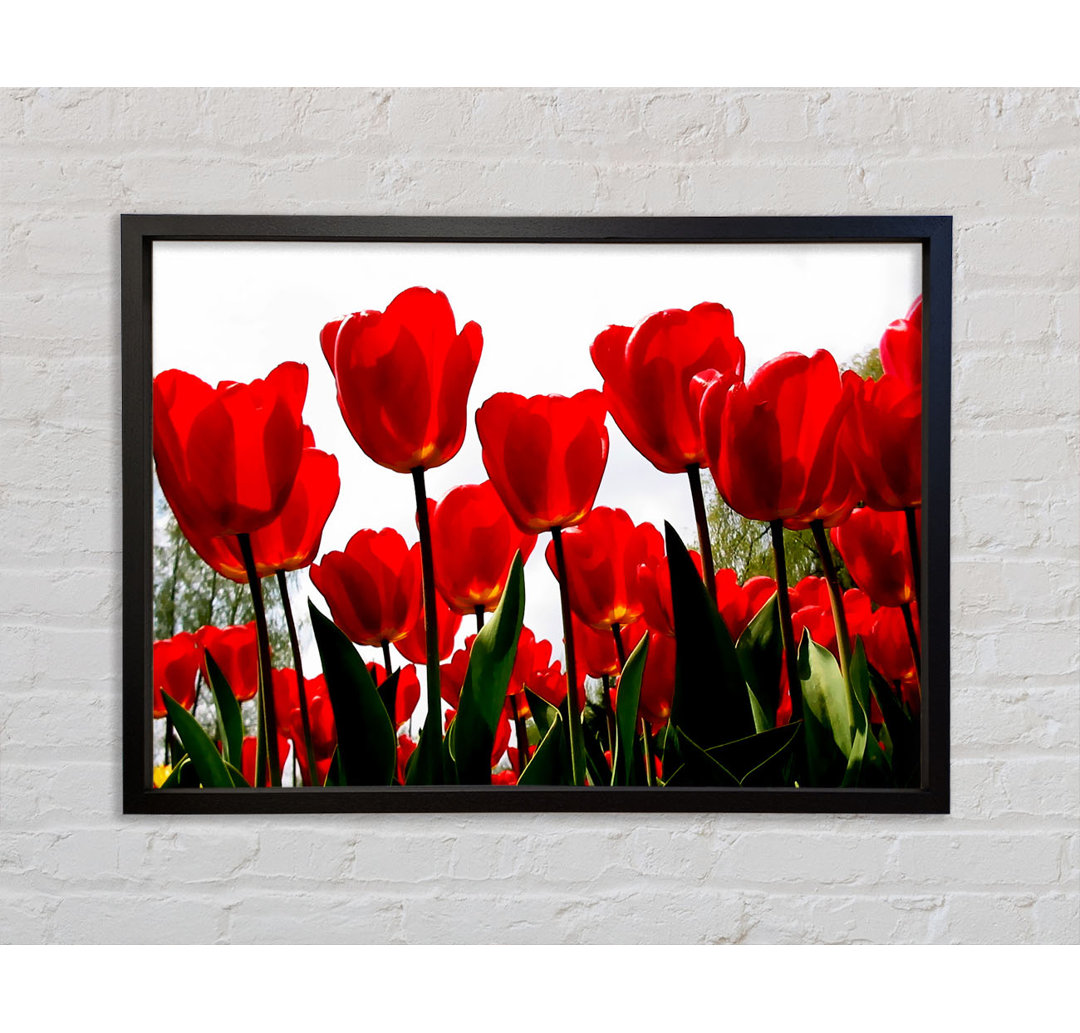 Rote Tulpen in Hülle und Fülle - Einzelne Bilderrahmen Kunstdrucke auf Leinwand