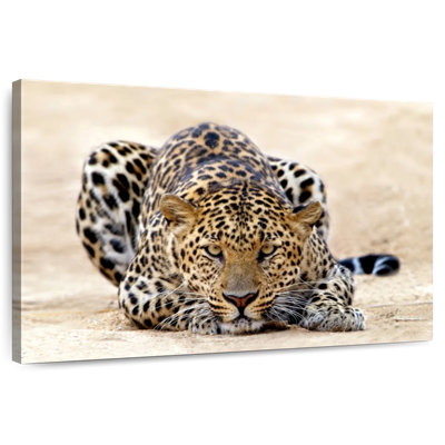 Crowle Watchful Jaguar