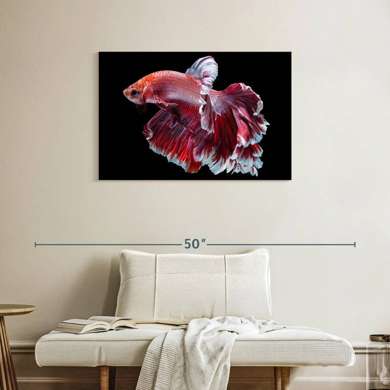 Red And White Betta Fish, 24" H x 36" W