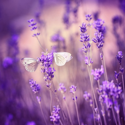 Close Up Lavender - Wrapped Canvas Print