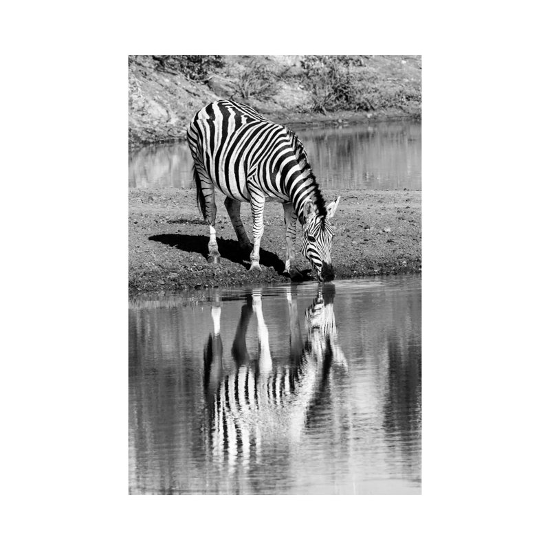 Zebra By The Water by Anders Jorulf - Wrapped Canvas Print, 30.48 cm H x 45.72 cm W