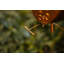 Alonsa Metal Hanging Decorative Bird Feeder