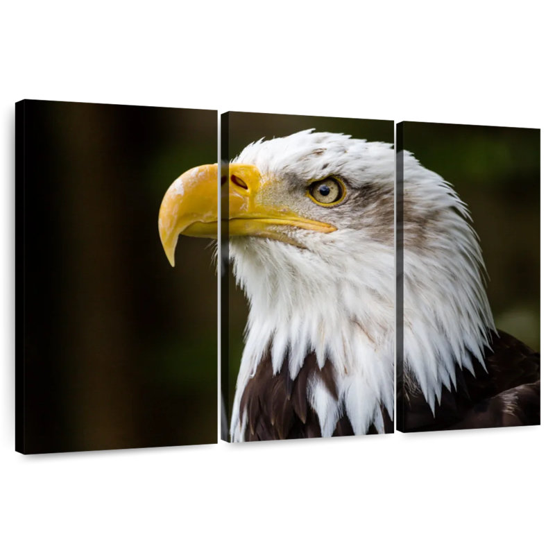 Brampt Fierce Bald Eagle, 24" H x 38" W