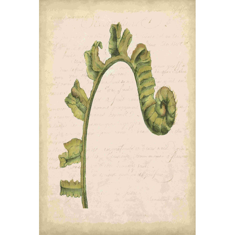 " Small Fiddlehead Ferns III (U) " by Jennifer Goldberger