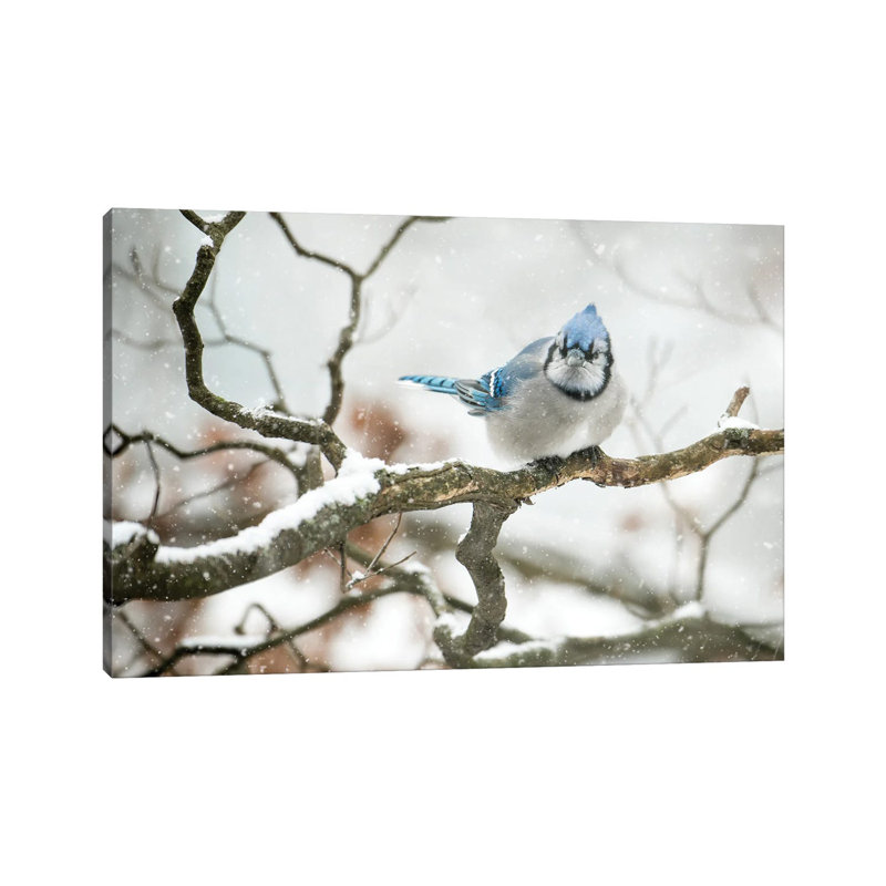 Cold Jay by David Gardiner - Wrapped Canvas Print, 30.48cm H x 45.72cm W